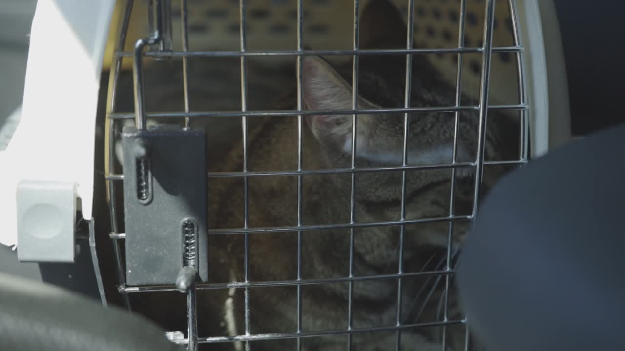 Pretty Cat Lying Inside The Pet Carrier While The Car Travelling. - close up shot