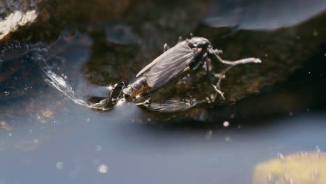 mosquito quironómido no mordedor en la superficie del agua, posiblemente poniendo huevos, con exuvia detrás de él, moviéndose suavemente en la brisa bajo el sol brillante