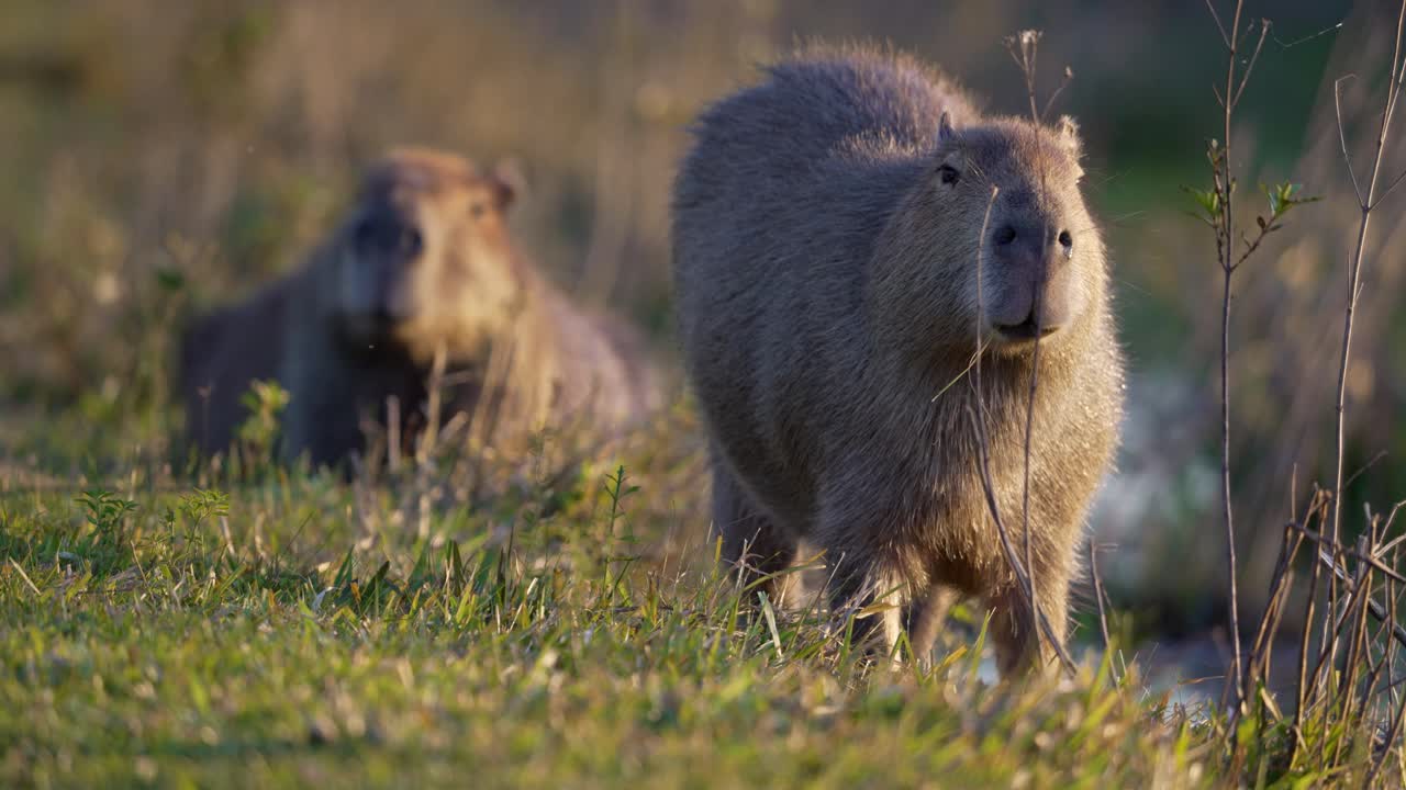 Static shot of two capybaras on the edge of a wetland riverbank with focus shift, one resting in the grass and the other grazing in the foreground, in the Iberá Wetlands of northern Argentina