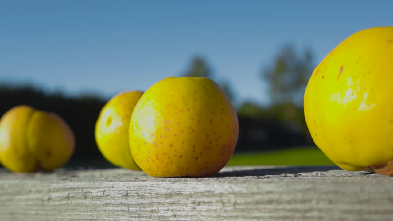 Footage focuses on moving from one quince fruit to another, placed on a wooden terrace railing. Sunshine brings out the pome's yellow color. In the background blue sky and blurry backyard area.