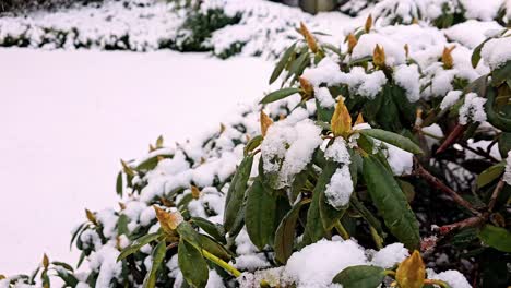 snow covered bush with a few leaves still visible