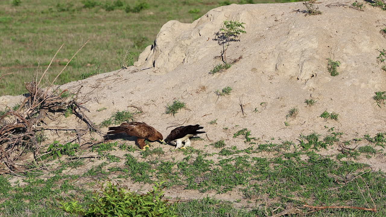 Two African eagles eat termites as they emerge from large termite mound