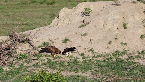 two african eagles eat termites as they emerge from large termite mound