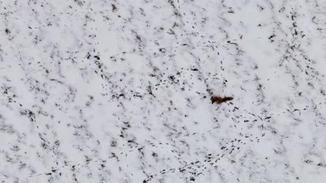 fox, attentive to surroundings, listening and observing, leaves footprints in its wake