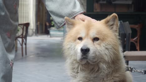 chow chow with a gentle hand