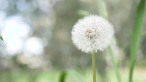 a dandylion filmed in slow motion as a close up, slowly swaying in the breeze