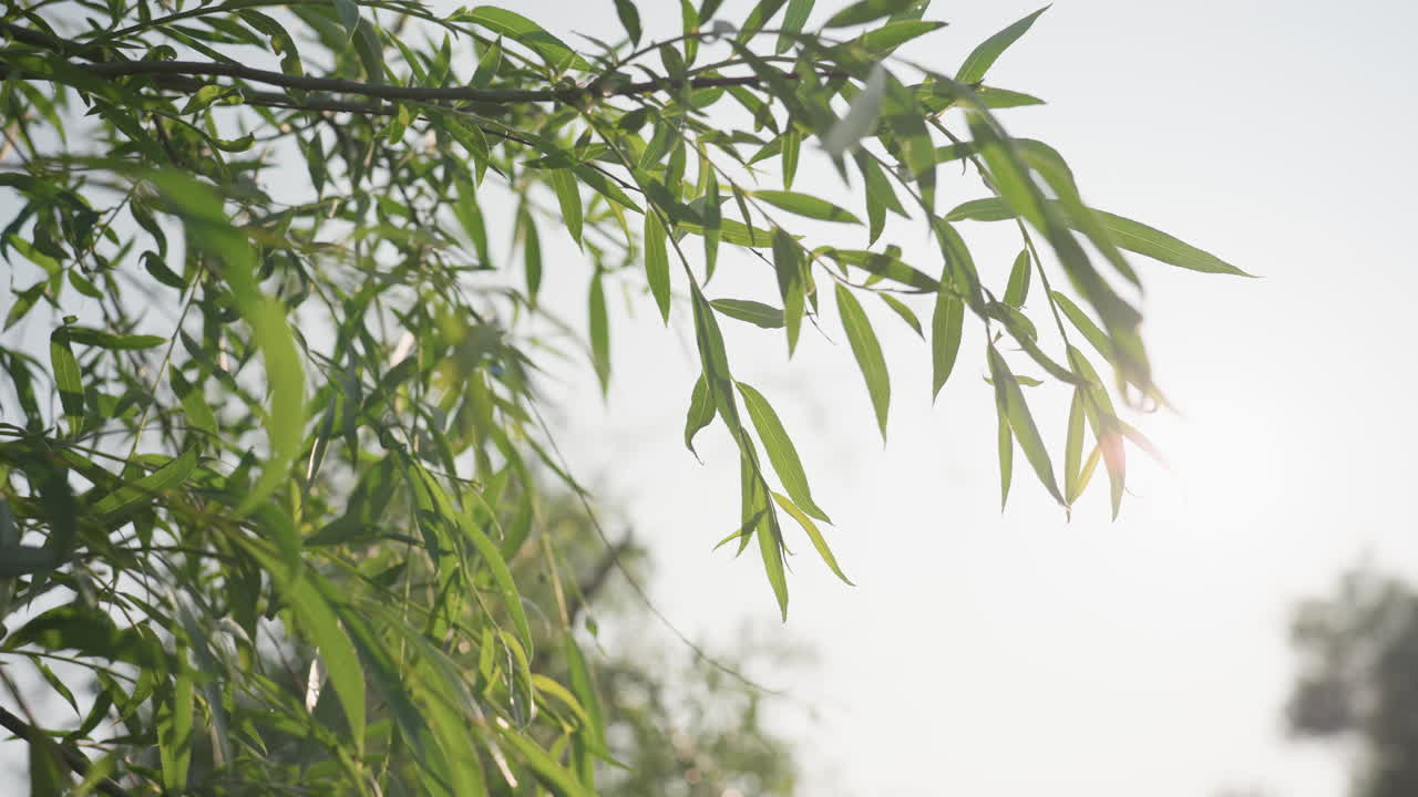 camera flare sunlight filtering through swaying tree branch in wind, leaves shimmering and moving gently, bright sky background creating peaceful natural atmosphere