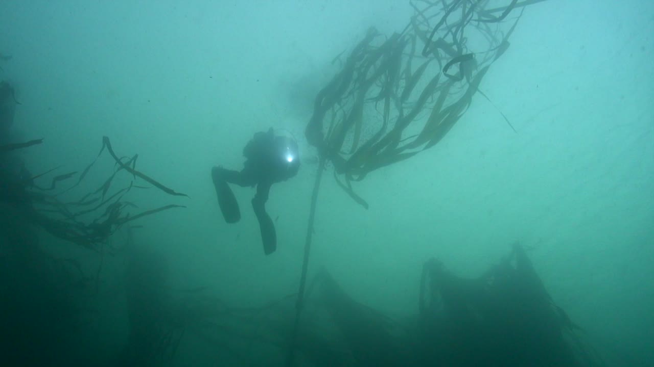 buzo sale a la superficie en medio de algas marinas