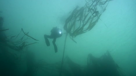 diver surfaces amid bull kelp