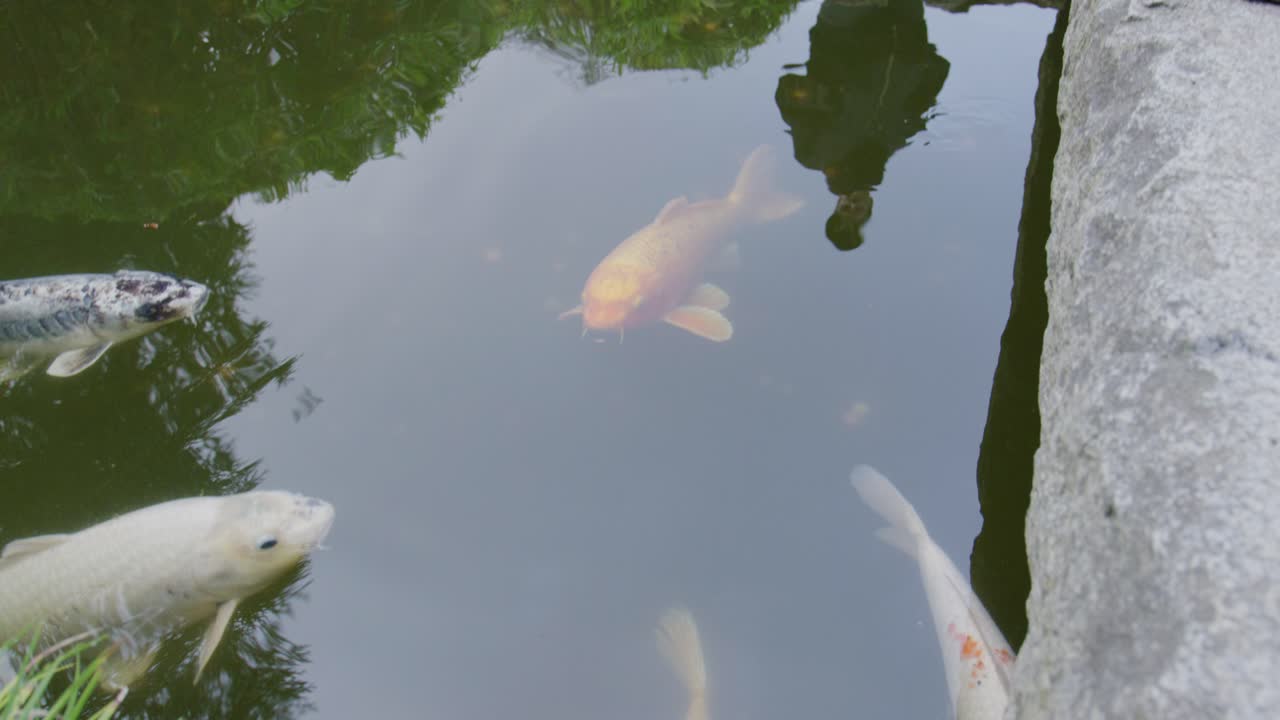 Koi fish gliding near surface of tranquil pond gentle ripples across water vibrant colors cow-like patterns floating peacefully lush garden surroundings asian tropical landscape