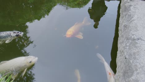 koi fish gliding near surface of tranquil pond gentle ripples across water vibrant colors cow-like patterns floating peacefully lush garden surroundings asian tropical landscape