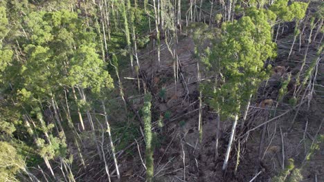 imágenes de drones en aumento lento del bosque estatal wombat con árboles en recuperación cerca de lyonville, 9 meses después de una fuerte tormenta el 10 de junio de 2021, victoria, australia