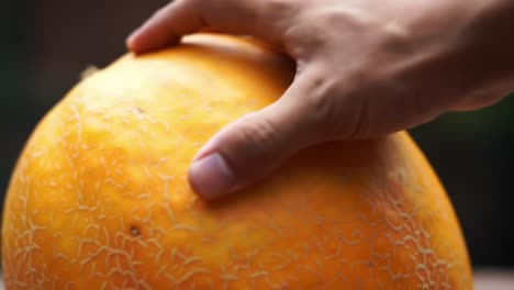 a close-up look at a hand gently examining a ripe yellow melon, highlighting the texture and color of the fruit in a natural light environment