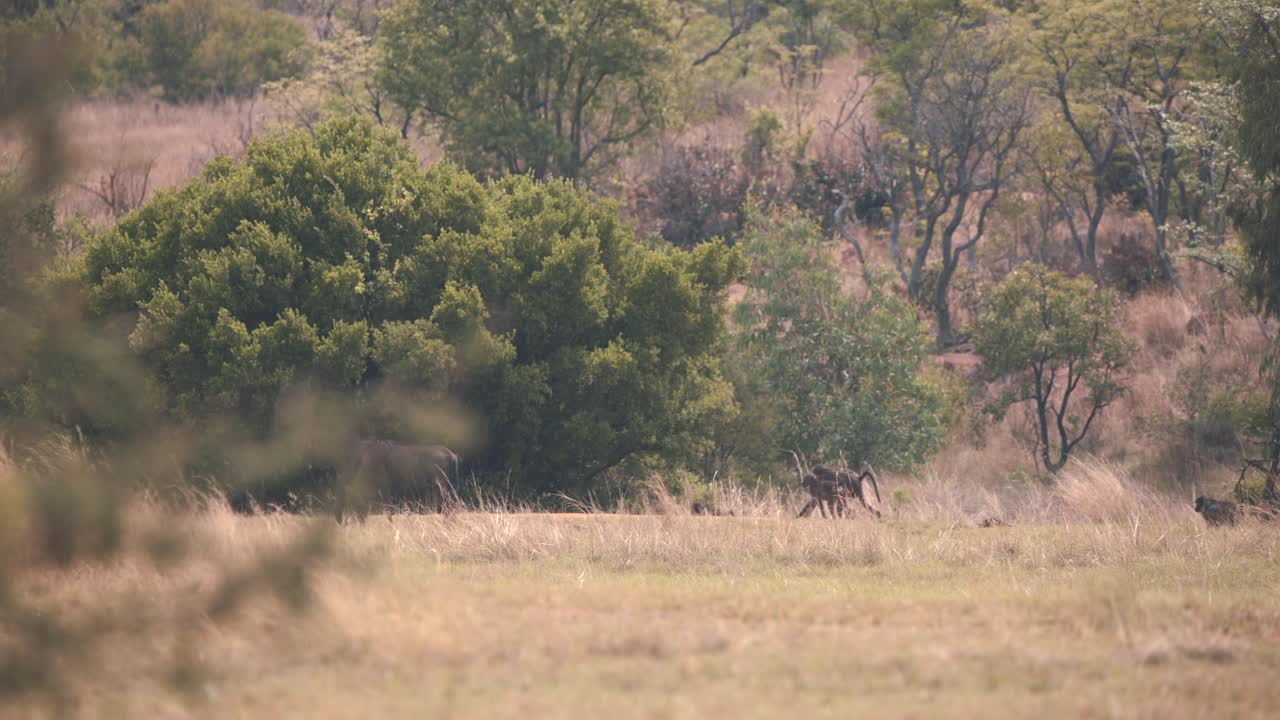 Kappebavianer går på afrikansk savanne ved siden av gnu