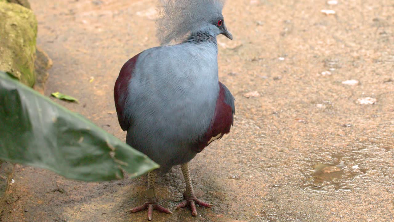 Un colombo coronato di Victoria avanza, poi si ferma per lisciarsi le piume su terreno sabbioso.