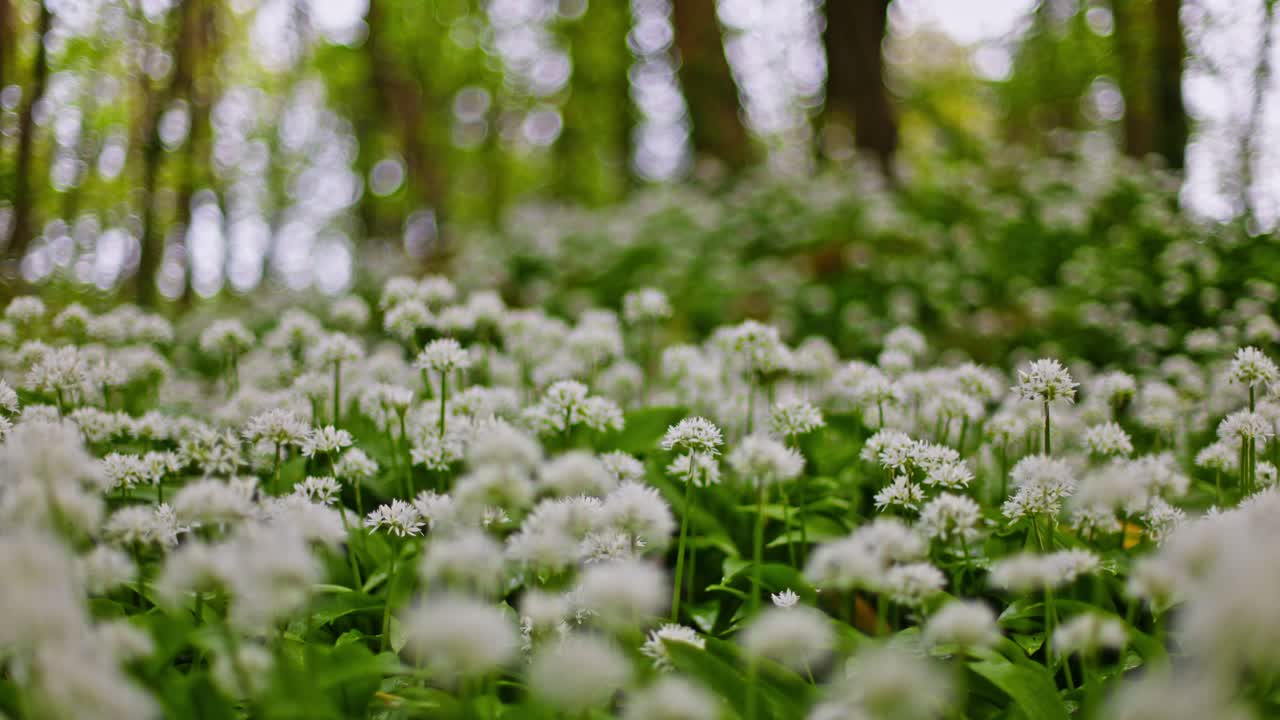 White Flowers Blooming in a Forest