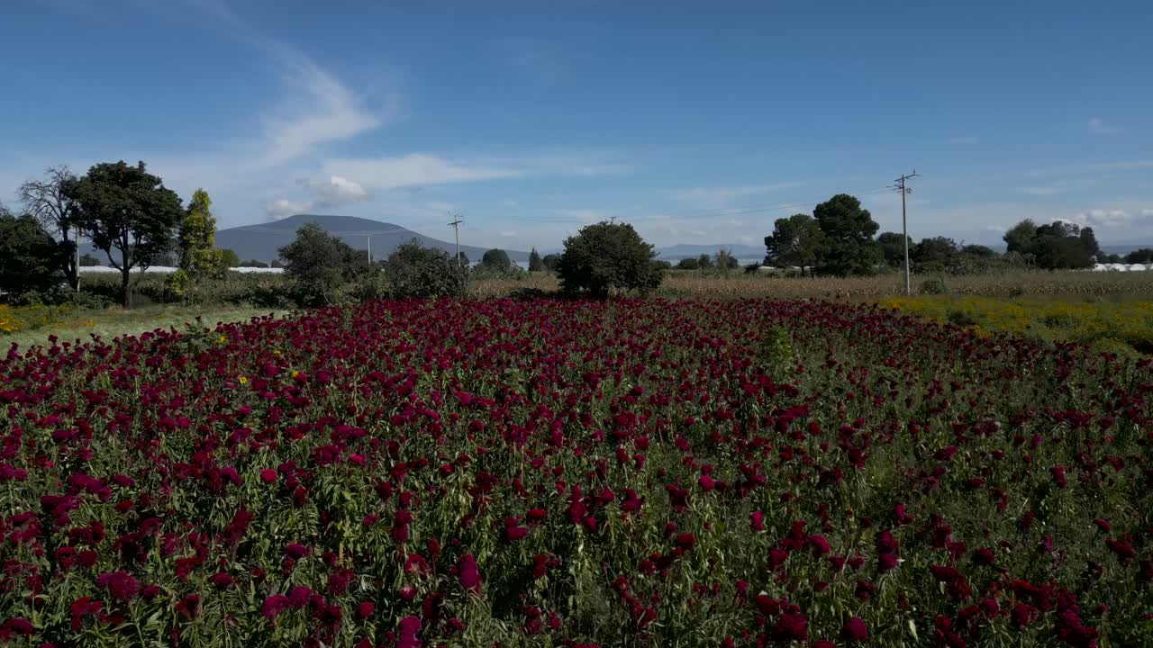 붉은 꽃과 셈파수칠을 드론으로 심기