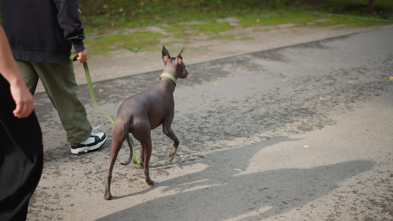 Relaxed Walk With Hairless Dog Through City Park, Calm Urban Morning Walk With Two Humans And Hairless Pet, Two People Enjoy Tranquil City Walk With Their Hairless Dog Amidst Lush Greenery
