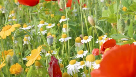 Nahaufnahme-Von-Weißen-Gänseblümchen,-Huizache-Gänseblümchen-Und-Mohnblumen,-Die-Sich-Im-Zeitlupenkopierraum-Mit-Dem-Wind-Bewegen