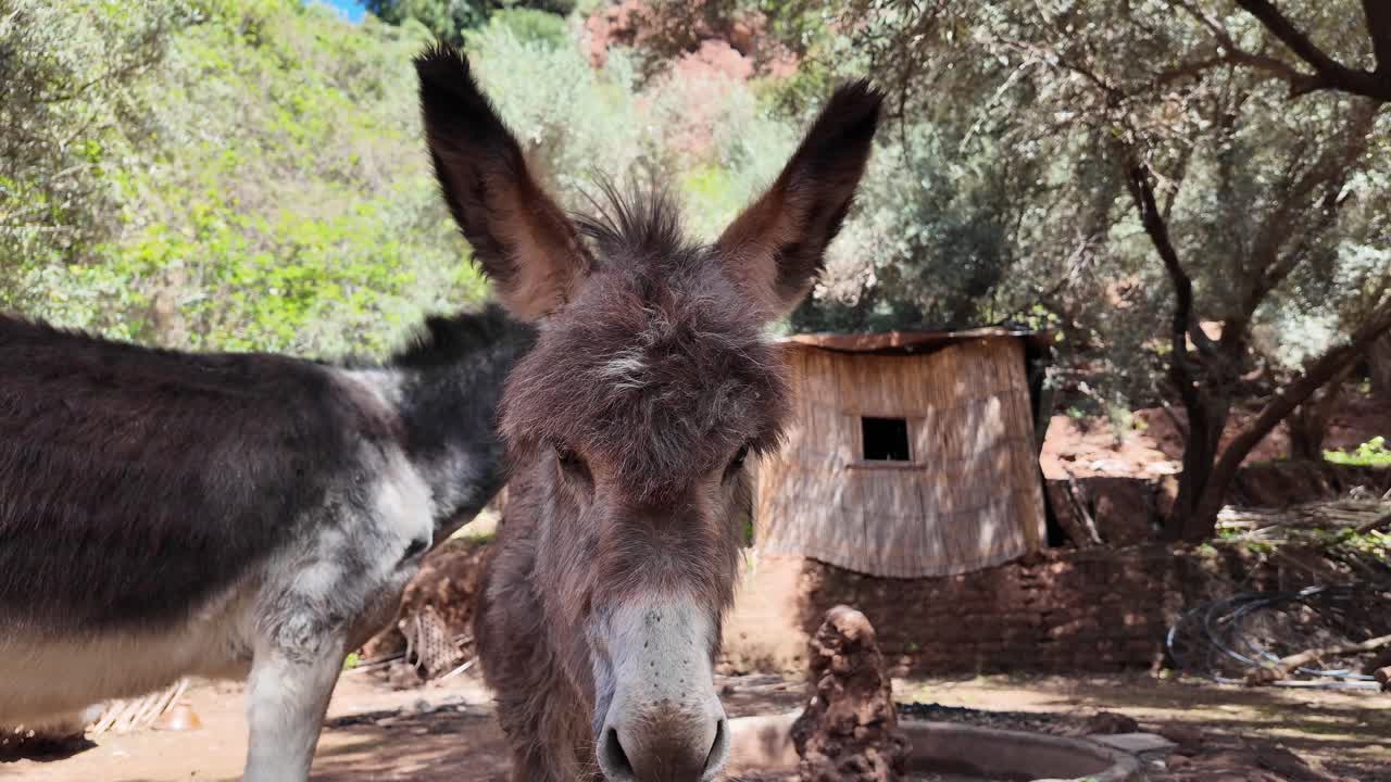 el burro nativo marroquí barb o el atlas de cerca en la naturaleza bosque de argán