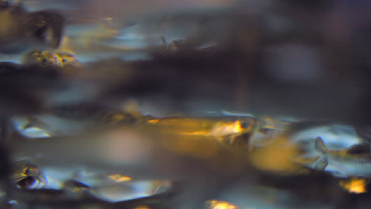 una interminable escuela de anchoas del norte en el acuario