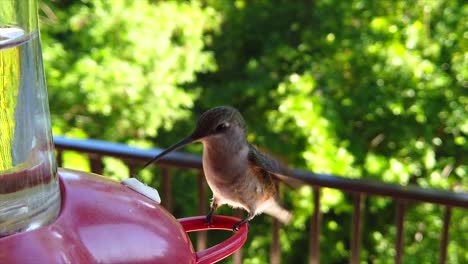 the best camera shot of a tiny humming bird with green feathers hovering around a bird feeder in slow-motion while sticking out its tongue and landing to get drinks and eventually flying away