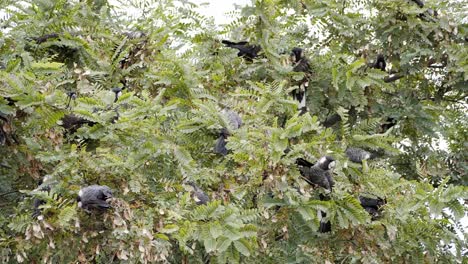 Many-black-Carnaby-Cockatoo's-sitting-and-flying-in-Australian-wilderness
