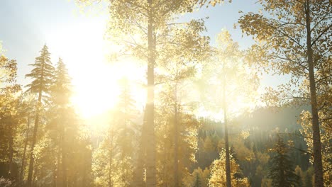 sun beams through trees