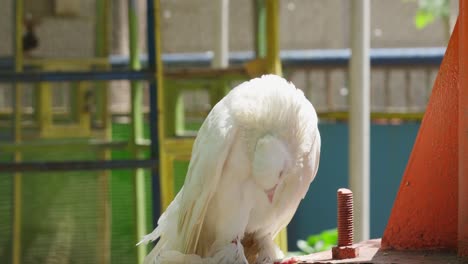 Paloma-De-Cola-De-Milano-Blanca-Acicalándose-Las-Plumas-De-Su-Vientre