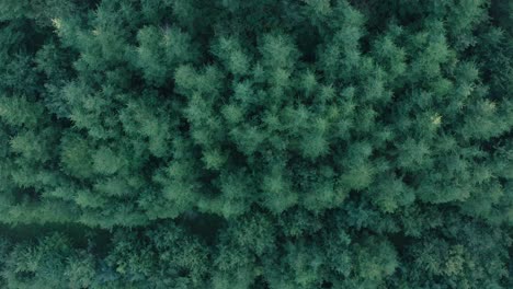 drone aerial top down view, flying over lush green coniferous forest