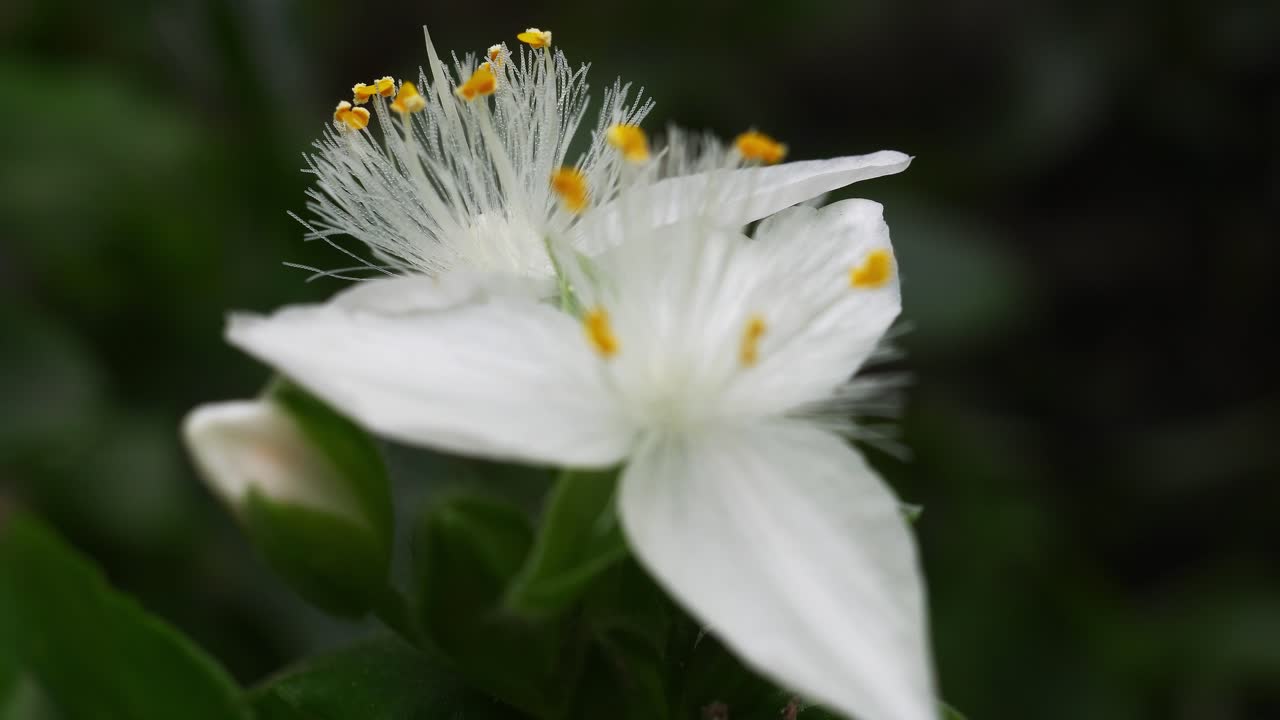 primer plano de una flor de tradescantia fluminensis movida por una suave brisa