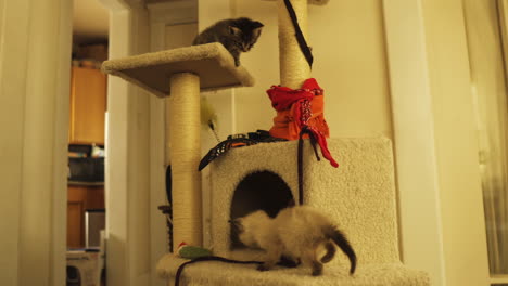 tabby and bombay kittens curious and playful in cat tower, medium shot