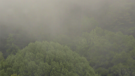 Cerca-De-Niebla-O-Nubes-Que-Soplan-A-Través-De-Los-árboles-En-Las-Colinas-De-Oakland-En-Una-Tarde-De-Otoño