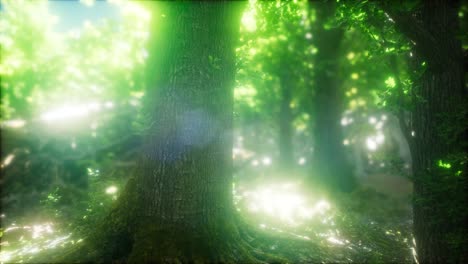 forest of beech trees illuminated by sunbeams