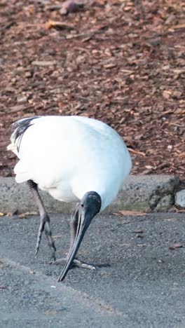 un ibis de cabeza negra y un pequeño pájaro interactúan en un camino pavimentado en un zoológico, mostrando un comportamiento natural