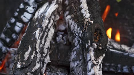 smoldering ash in campfire. embers of wood burning up in fire. smoldering and burning wood fire. close-up.