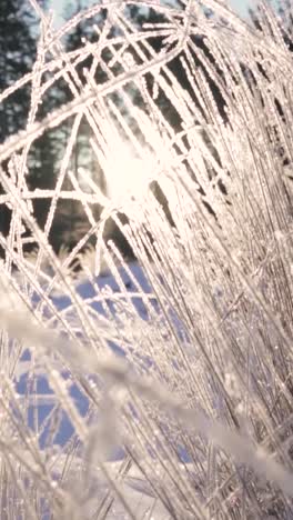 frozen grass in winter sunlight