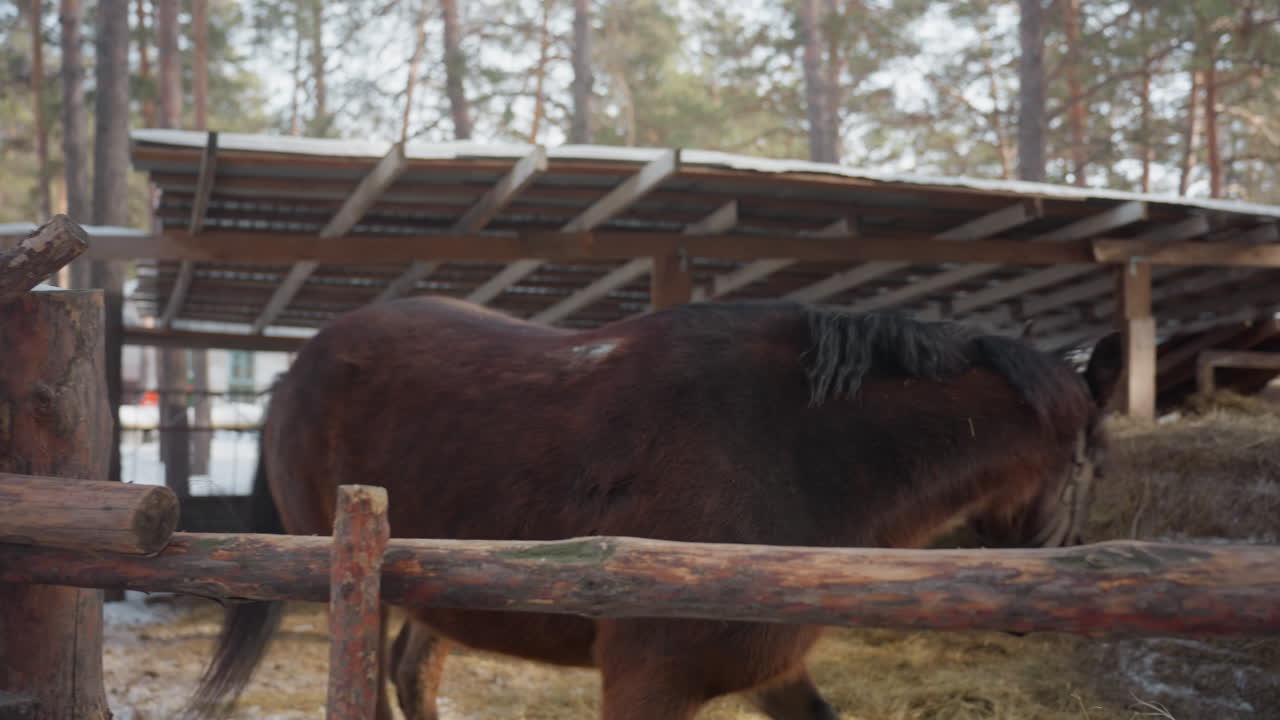 detailed view of equine face, closeup shot of horse against icy background, portrait of horse near frosty wooden fence, detailed profile of horse with icy surroundings and wooden fencing in view