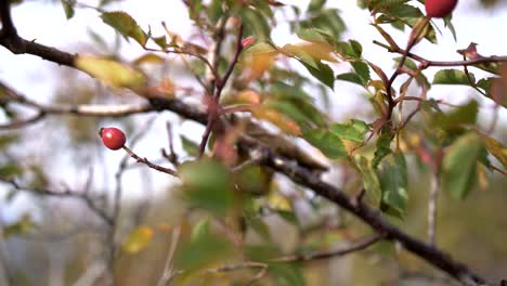 Briar-branch-closeup