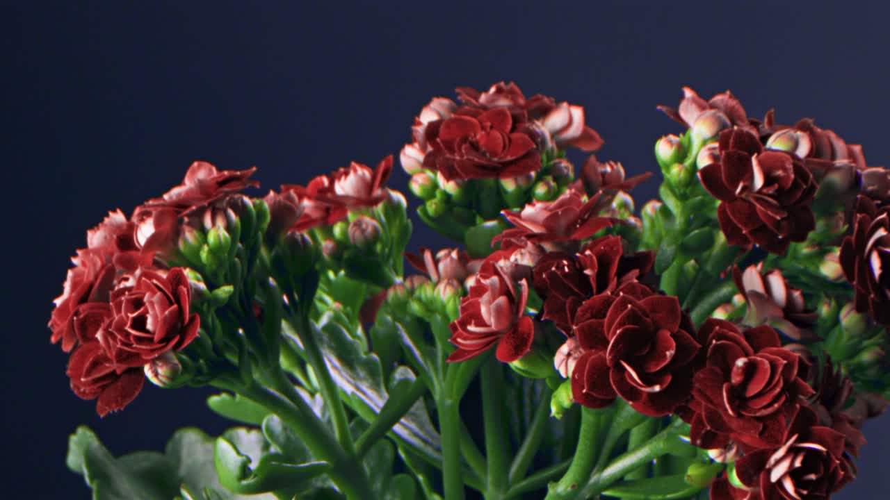 은 꽃의 클로즈업