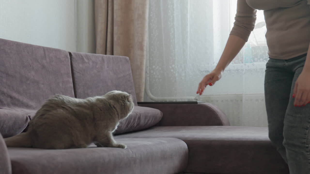 Caucasian Woman Kneels And Strokes Her Grey Cat, Relaxed Woman Sitting By Window Petting Her Grey Feline Companion, Woman Kneeling Beside Sofa Softly Caresses Her Grey Cat Under Warm Sunlight