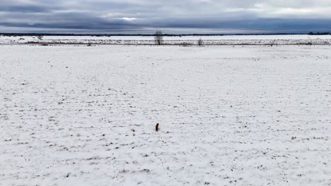 Zorro-Caminando-Por-Un-Campo-Invernal,-Acercándose-A-Una-Carretera-Por-Donde-Pasan-Los-Coches