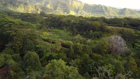 Cinematic-forest-flyover-at-beautiful-sunrise-on-Kauai-Hawaii-island-revealing-green-mountains-under-tropical-rain-clouds