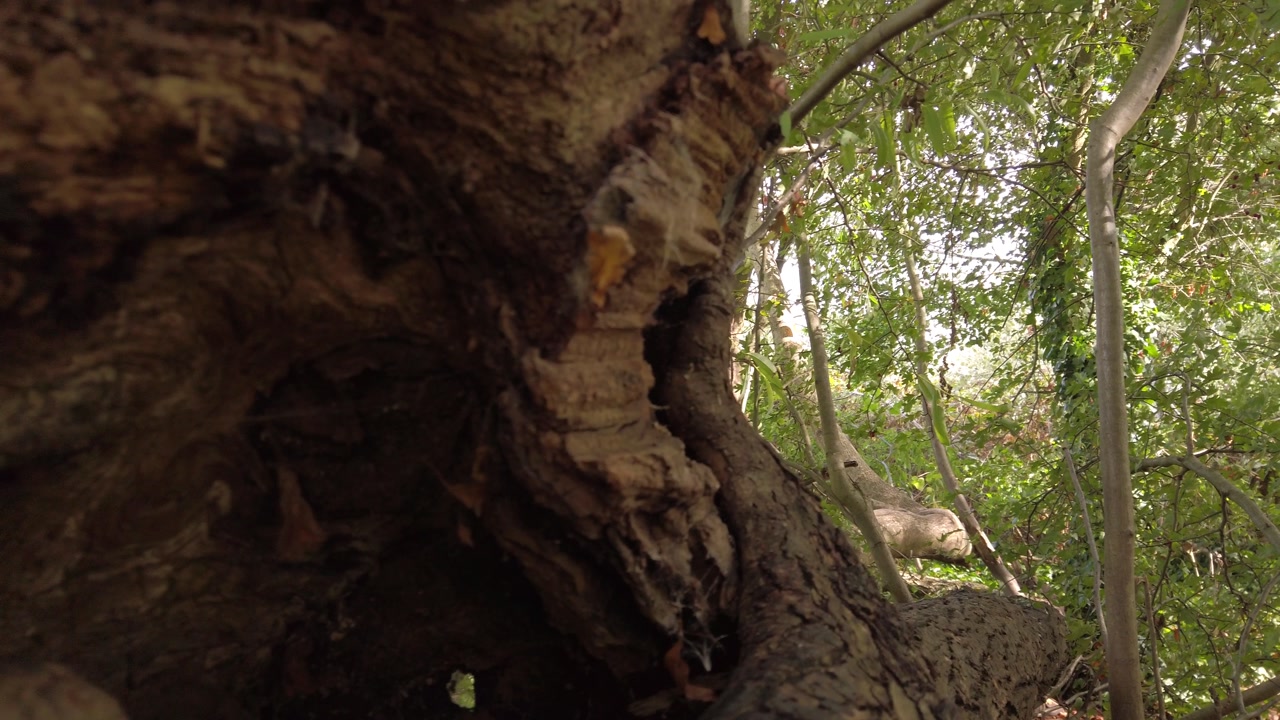 A detailed close-up shot of a decaying tree trunk, rich in earthy textures and moss, slowly tilting up to reveal a lush, sunlit woodland scene in Hampstead Heath, blending decay and life in harmony.