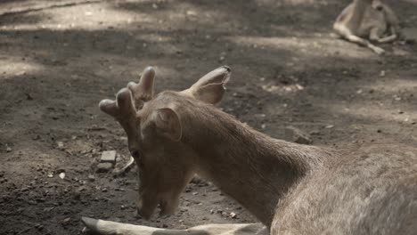 Männlicher-Timor-Hirsch-Liegt-Auf-Dem-Boden-Und-Frisst