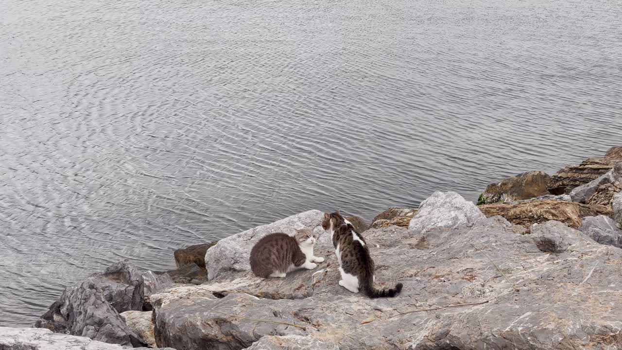 In the cloudy weather of autumn, cats in heat court each other on the seashore, while the dove watches them.