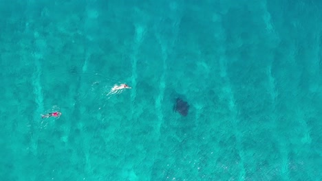 Swimming,-snorkeling-with-manta-ray-in-blue-azure-turquoise-sea-water-of-Maldives