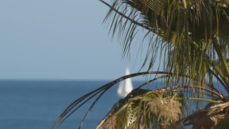 a closeup of a palm branch against a bright sea view