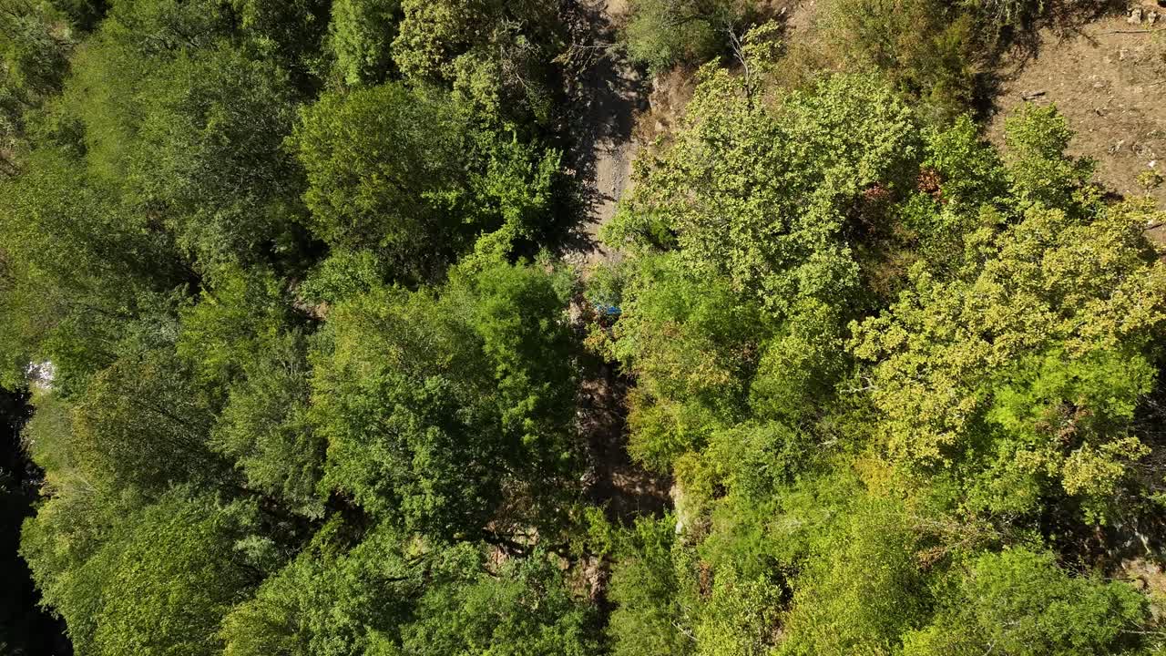 A small road cutting through thick forest near Borjomi, with a single vehicle driving under the sunlight. A tranquil moment showing the harmony of human paths and untouched nature