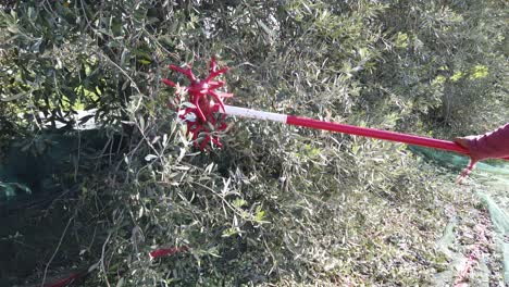 a farmer using a tool to harvest olives